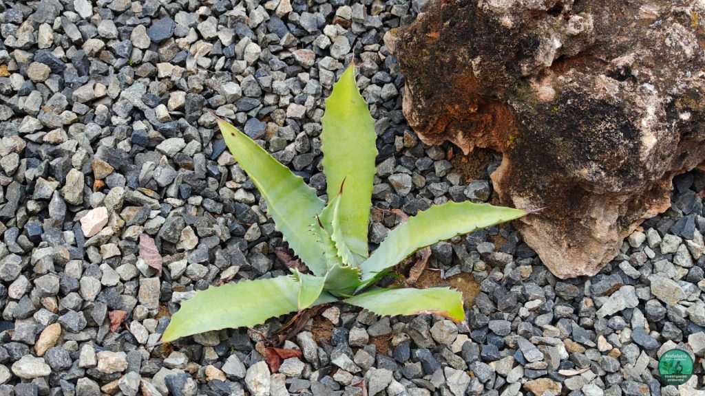 Agave ovatifolia G.D. Starr & Villarreal